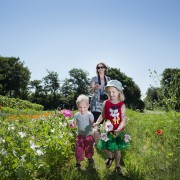 Bloemen plukken