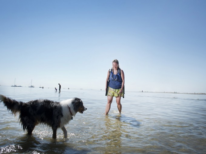 Natte hond
