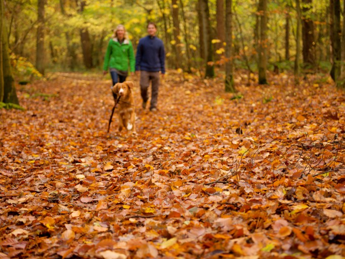 Herfstwandeling