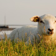 Schaap op dijk