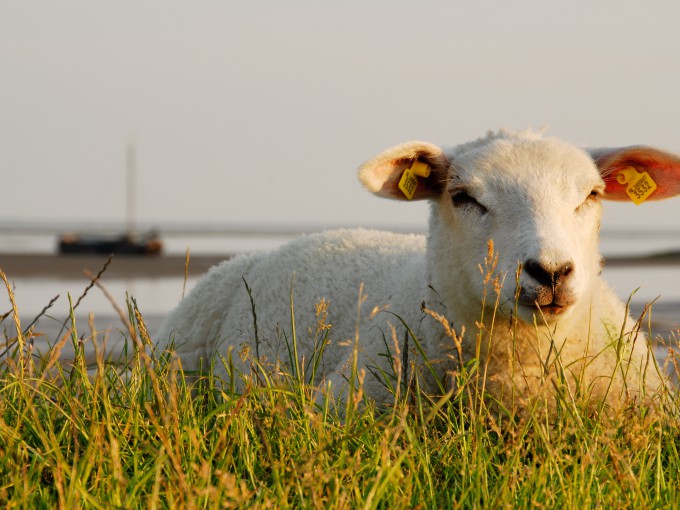 Schaap op dijk