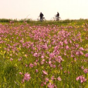 Koekoeksbloem