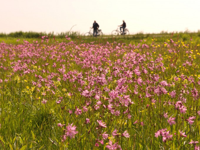 Koekoeksbloem