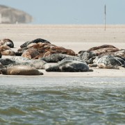 Slaperige zeehonden