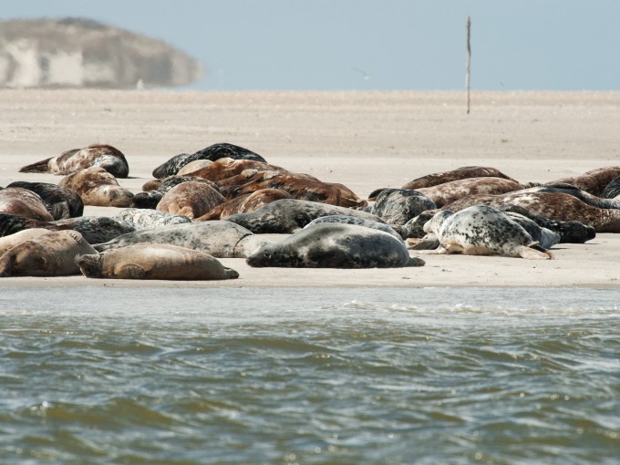 Slaperige zeehonden