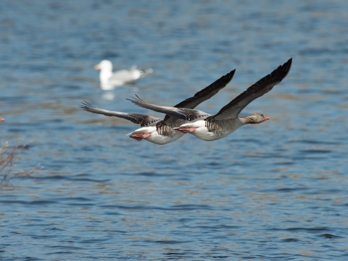 Grauwe Gans