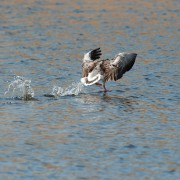 Watertrappelen Grauwe Gans