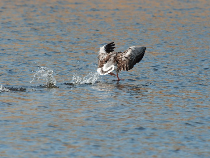 Watertrappelen Grauwe Gans