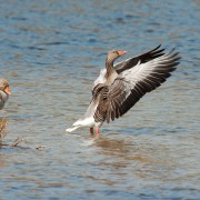 Grauwe gans zwaait