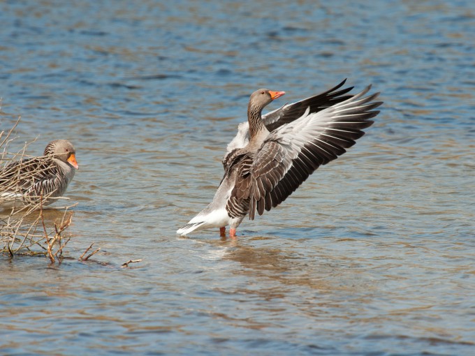 Grauwe gans zwaait