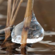 IJzig riet