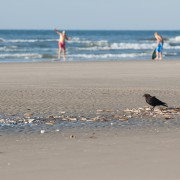 Kraai op het strand