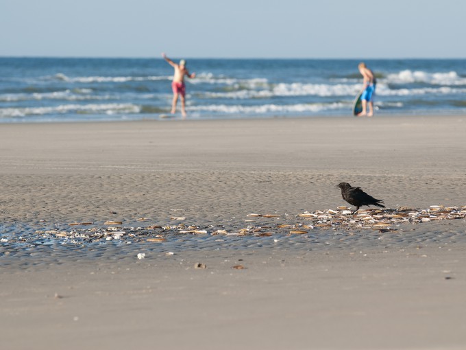 Kraai op het strand