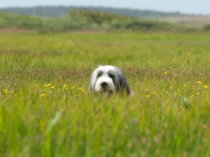 Hond in weide