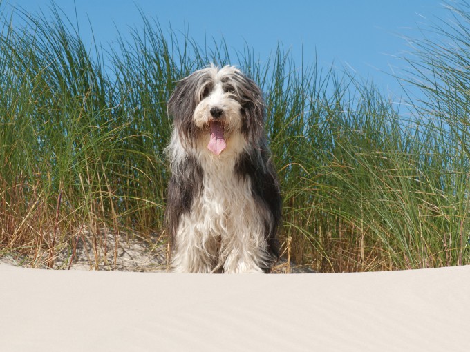 Hond tussen de helmen