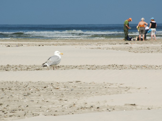 Strandplaatje