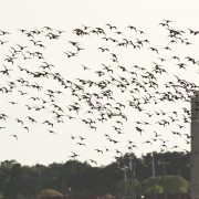 Brandaris in vogelvlucht