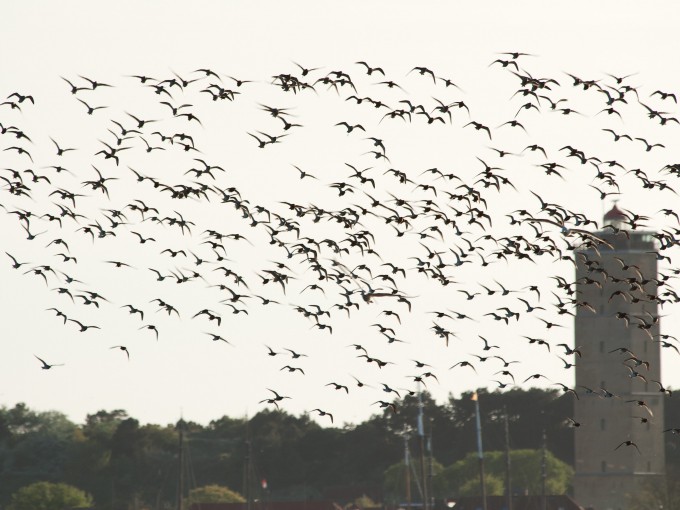 Brandaris in vogelvlucht