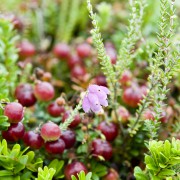 Cranberry-plant