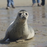 Zeehond