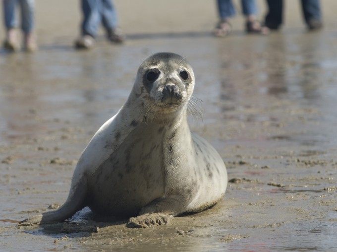Zeehond