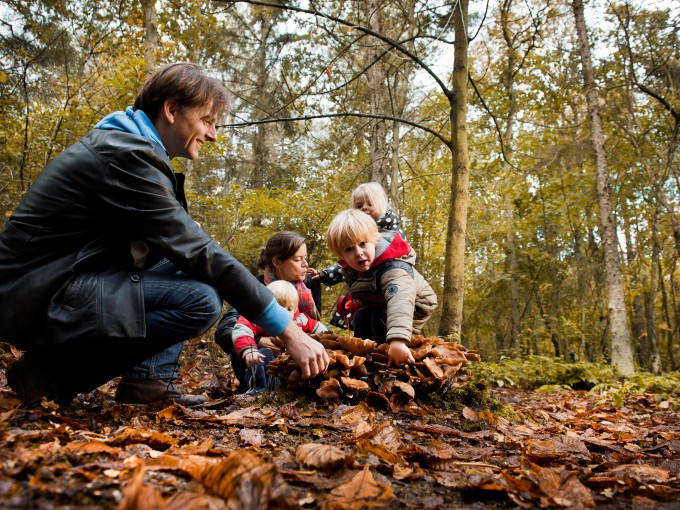 Paddestoelen zoeken