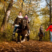 Ponyritje door het bos