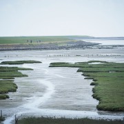 Kwelder bij waddendijk