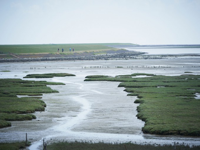 Kwelder bij waddendijk