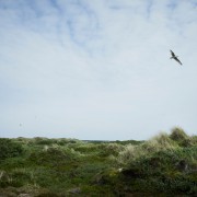 Duin landschap
