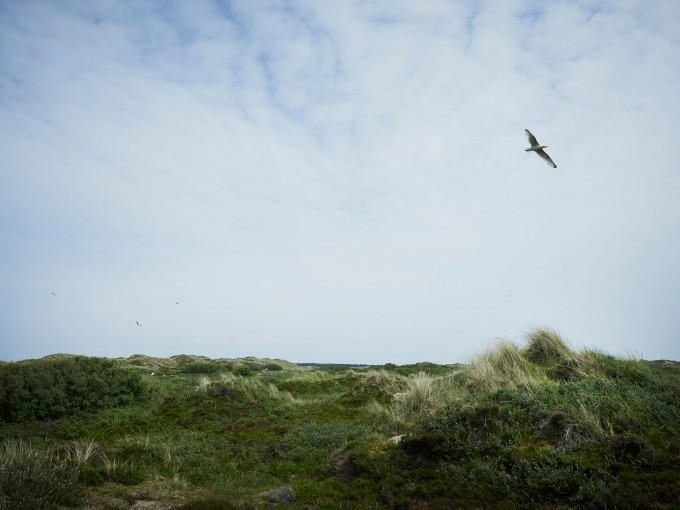 Duin landschap