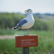 Meeuw op vogelbroedgebiedbord