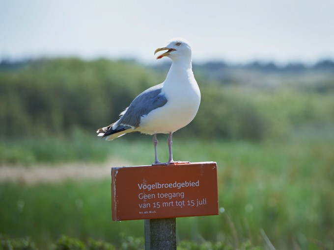 Meeuw op vogelbroedgebiedbord