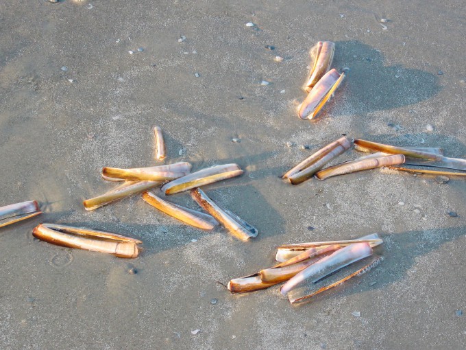 Scheermes schelpen