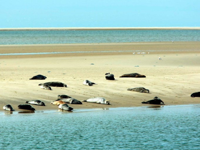 Zeehonden op zandbank