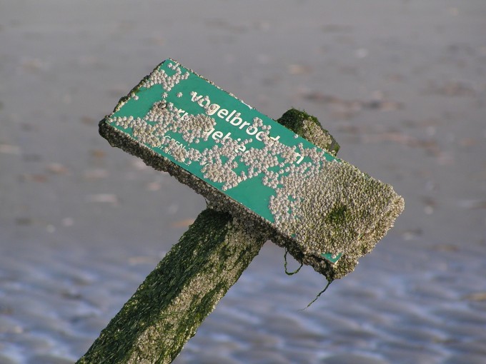 Bord Vogelbroedgebied