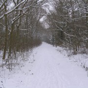 Sneeuw in het bos