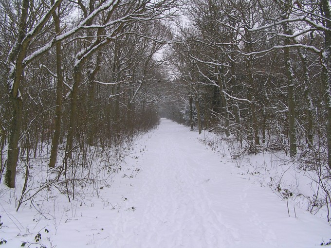 Sneeuw in het bos